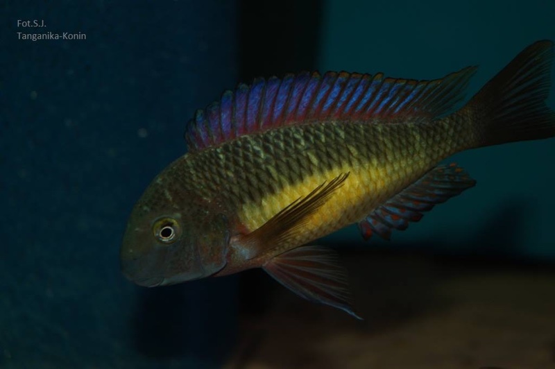 Tropheus moorii 'Kasanga'